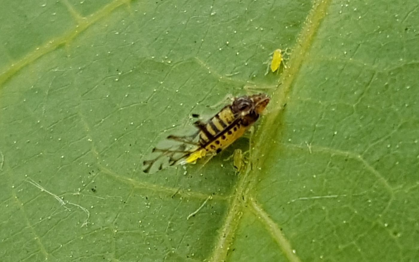 Common lime aphid, Eucallipterus tiliae